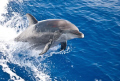   Bottlenose dolphin Fairwind II  